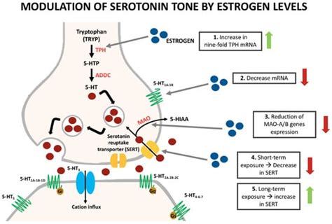 Ijms Free Full Text An Association Of Serotonin With Pain Disorders And Its Modulation By