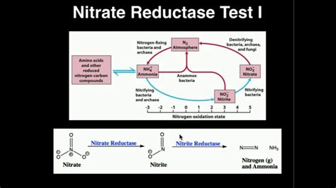 Microbiology Nitrate Reductase Test Youtube