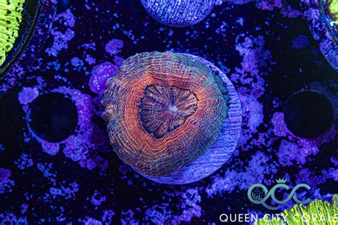 Orange Lobo Wysiwyg Queen City Corals