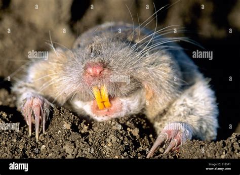 Northern Pocket Gopher Thomomys Talpoides Surfacing From Its Stock