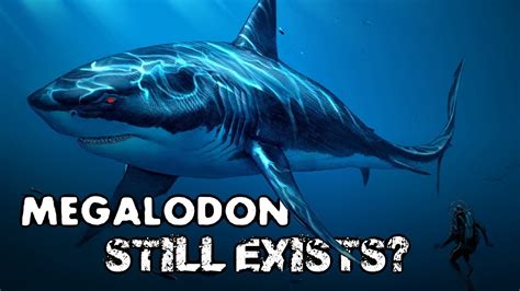 Megalodon Still Exists Possible Evidence My Theory Youtube