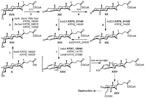 Scheme Of The Lithocholic Acid Bioconversion By N Simplex Vkm