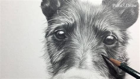 Dog Pencil Drawing Images | Bruin Blog