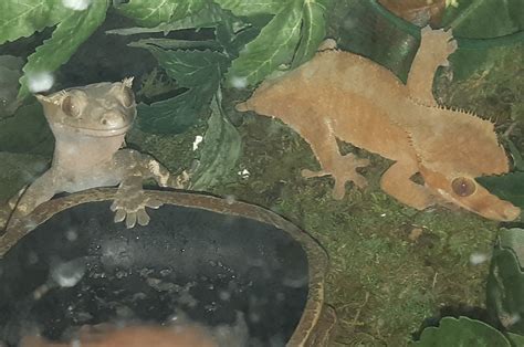 Feeding time! : r/CrestedGecko