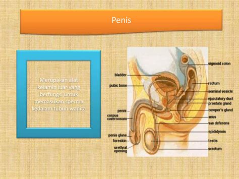 Sistem Reproduksi Manusia Kelas Xi Ipa Ppt