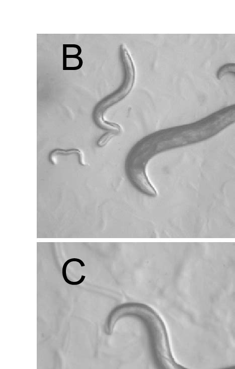 Examples Of C Elegans Phenotypes A Wild Type Arrowhead Indicates