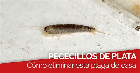 ᐅ Cómo eliminar los pececillos de plata en casa NOCTE