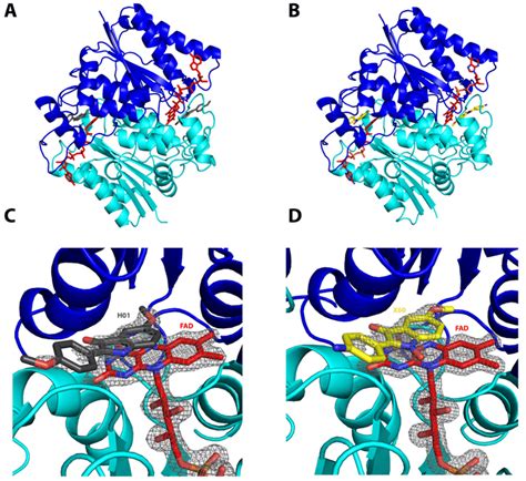 Structural Illustrations Of Human Quinone Reductase 2 HQR2