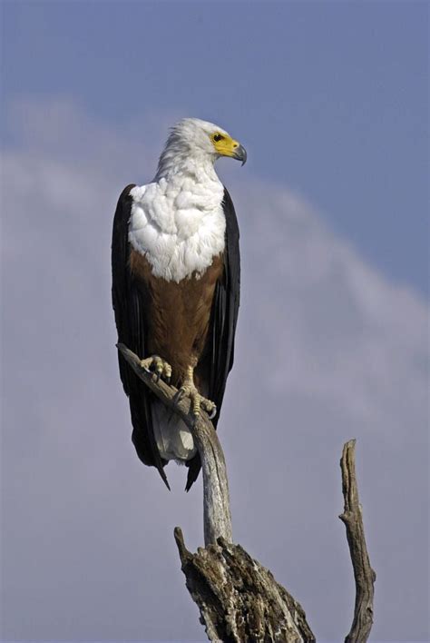 African Fish Eagle Eagle African Beautiful Birds