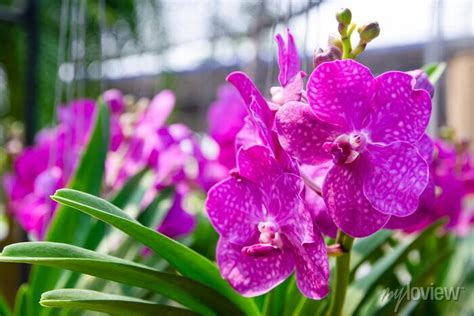 Pink Phalaenopsis Or Moth Dendrobium Orchid Flower In Winter Adesivos