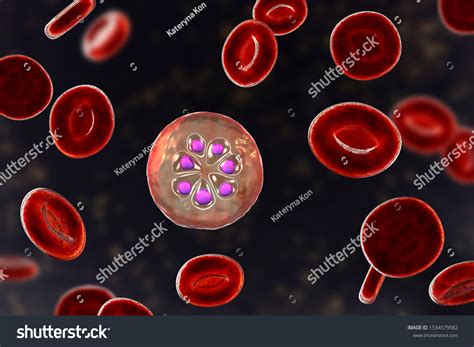 plasmodium malaria mas de  ilustraciones  dibujos de stock