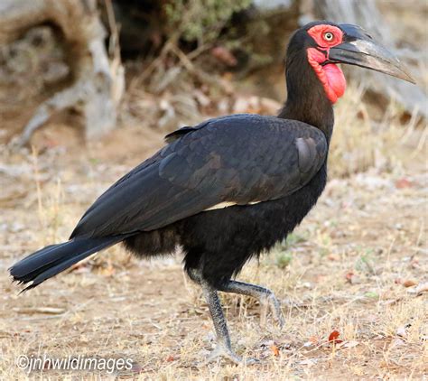 Southern Ground Hornbill Jon Hardacre Nature Photography