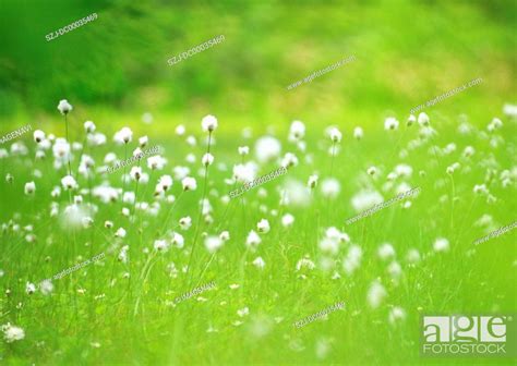 Cotton grass, Stock Photo, Picture And Royalty Free Image. Pic. SZJ ...