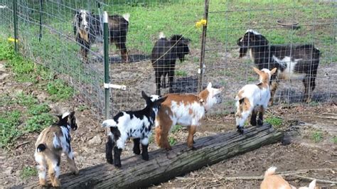 Goat Breeding 101 Beginners Guide To Breeding Season