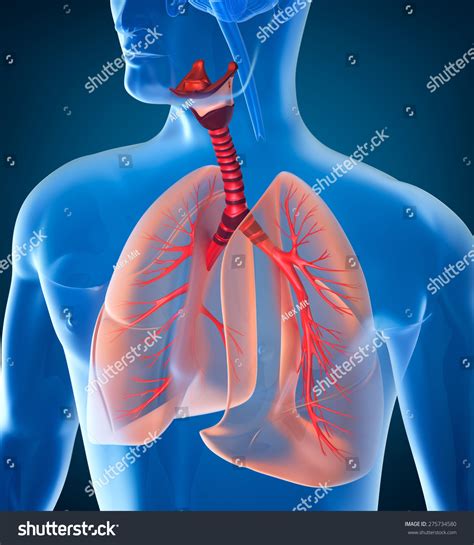 Anatomy Human Respiratory System Stock Illustration 275734580