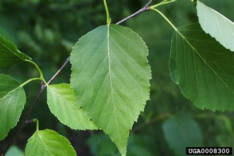 Paper Birch Betula Papyrifera