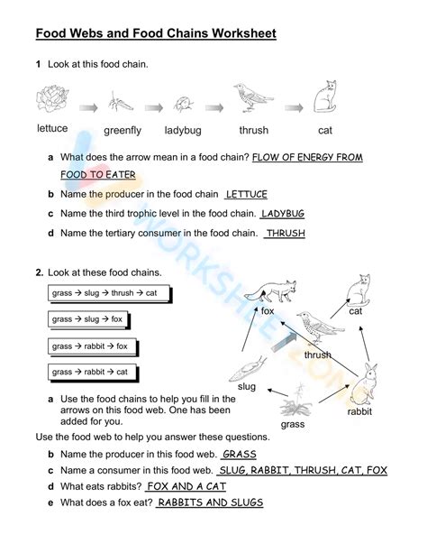 Food Web Worksheet Worksheet