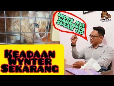 Wynter Akhirnya Singo Bengal Omah Singo Kucing Youtube