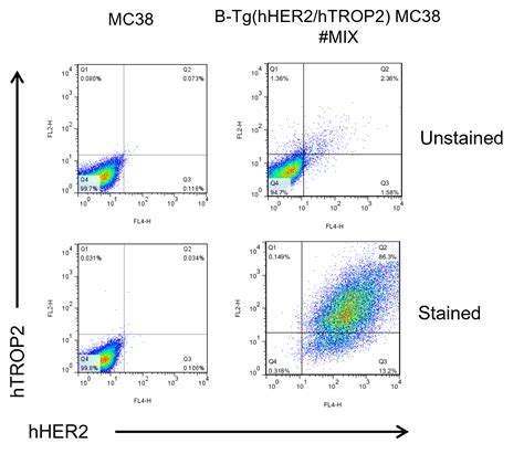 B Tghher2htrop2 Mc38 Biocytogen