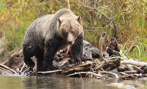 polar bear expeditions bespoke grizzly bear safaris natural high