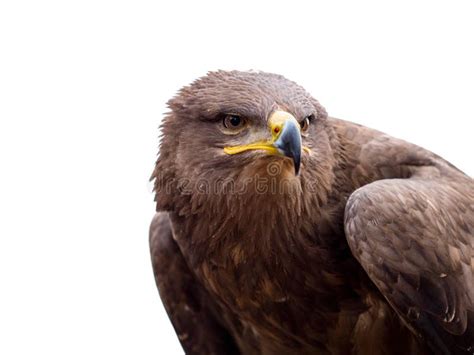 Harris Hawk O Unicinctus De Parabuteo Do Retrato Isolado No Fundo