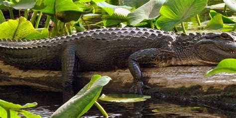 Happy Paddler Kayak Tours And Ecoventures Anna Maria Island All You Need To Know Before You Go