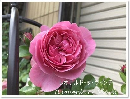 レオナルドダ ビンチLeonard da Vinci バラ薔薇ばら neko 2hiki2019