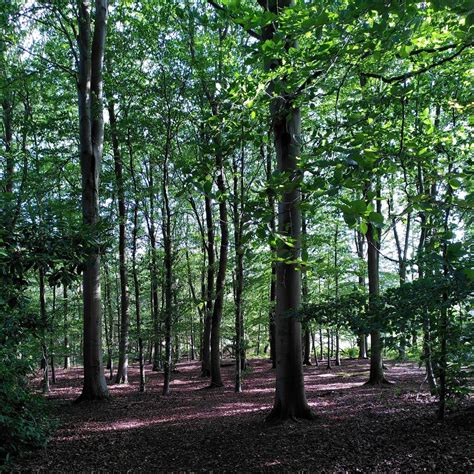 Beech Trees Glasshouse Wood © A J Paxton Cc By Sa20 Geograph