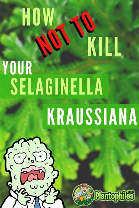 Selaginella Kraussiana Care - #1 Best Tips