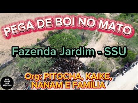 Drone Pega De Boi No Mato Fazenda Jardim Ssu Org Pitocha Kaike