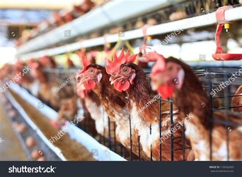 7,155 Chicken Farm Inside Images, Stock Photos & Vectors | Shutterstock