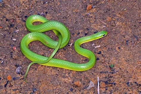 Smooth Green Snake Flickr Photo Sharing