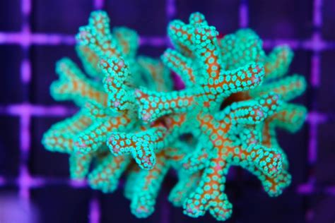 Birds Nest Coral Frag Box Corals