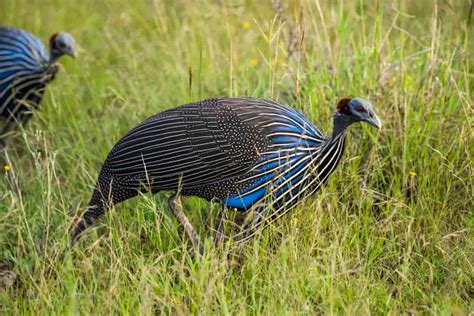 Dive Into Diversity Exploring The Fascinating World Of Guinea Fowl