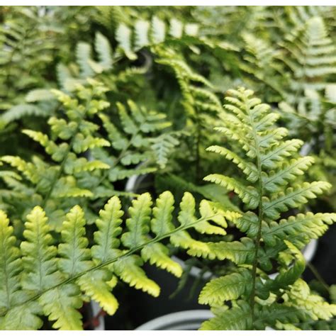 Athyrium Filix Femina Wietlica Samicza Ro Liny Od Ogrodnika Szk Ka