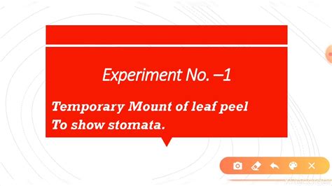 Experiment 1 Temporary Mount Of Leaf Peel To See Stomata Mala Singh Youtube