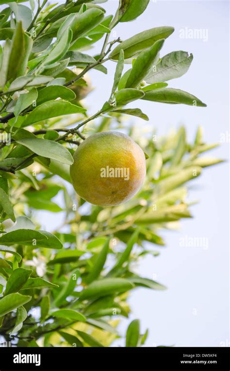 Branch Orange Tree Fruits With Green Leaves In Sunlight Stock Photo Alamy