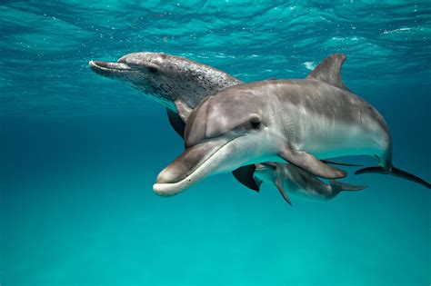 Intimate Details Of Dolphin Sex Revealed