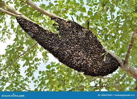 Bee Hive On A Tree In A Forest Stock Photo Image Of Choices