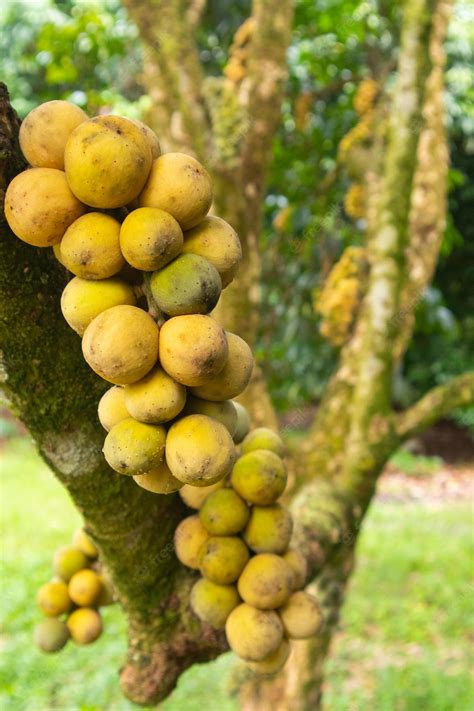 Premium Photo | Closeup of lansium parasiticum or longkong tree at thailand