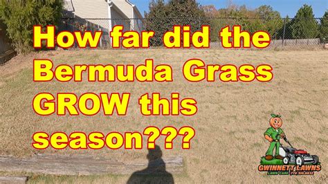 How Far Did The Bermuda Grass Grow This Season Youtube