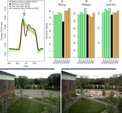 Greenness Signals From Before And After Insect Defoliation By The Gypsy Download Scientific