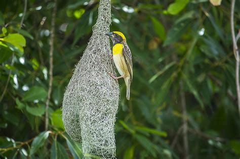 Baya Weaver Bird Weaverbird - Free photo on Pixabay