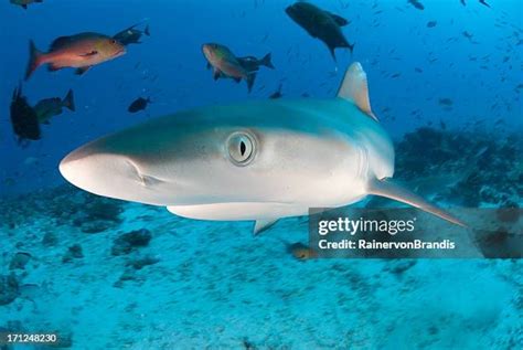 472 Shark Eye Stock Photos, High-Res Pictures, and Images - Getty Images