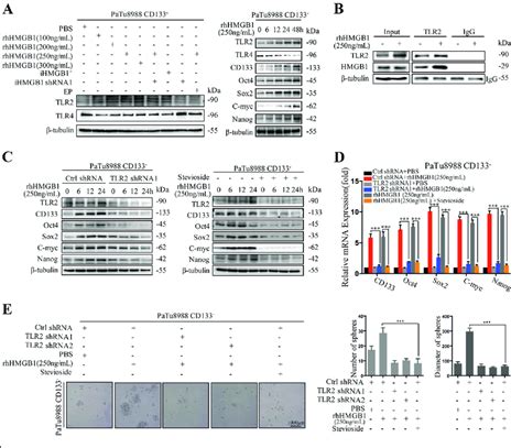 Hmgb1 Maintains And Enhances The Stemness Of Cd133 − Cancer Cells