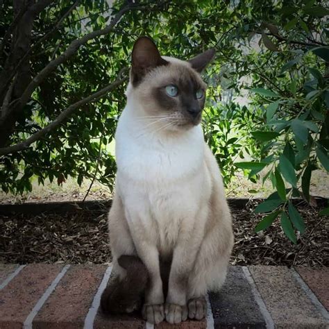 Types Of Rarest Siamese Cats Rarest Org