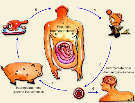 Life Cycle Of Cysticercosis