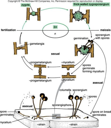 Classification Pdst