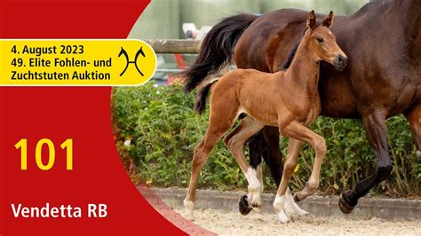 Th Verden Elite Foal Onlive Auction Aug Th No Vendetta Rb