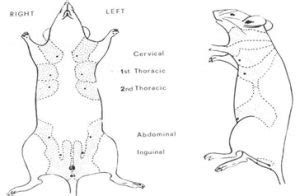 What Are Common Health Problems In Mice RSPCA Knowledgebase